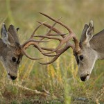 elk hunting