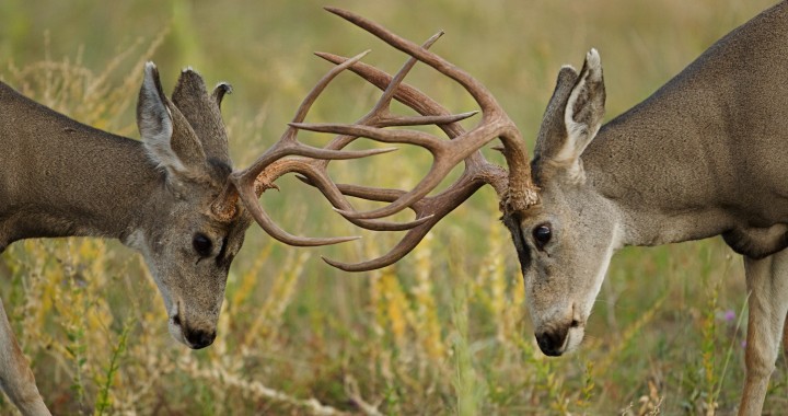 elk hunting