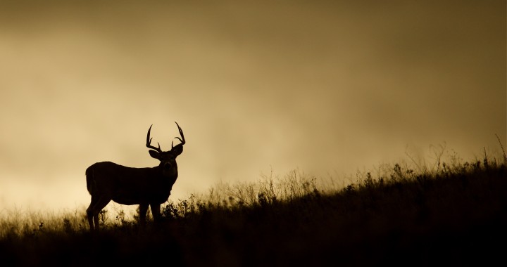 elk hunting