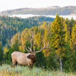 elk hunting montana
