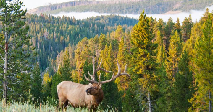 elk hunting montana