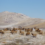 elk hunting