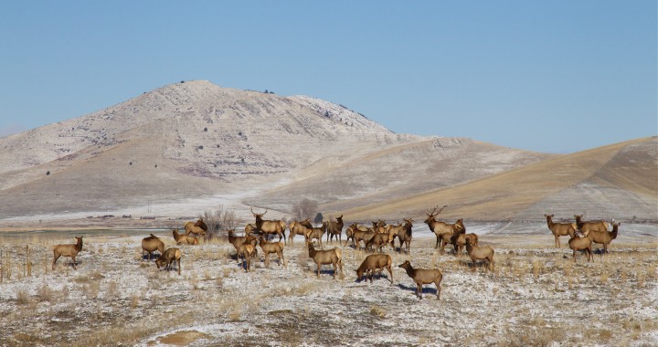 elk hunting