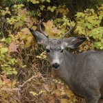 elk hunting montana