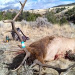 elk hunting trips