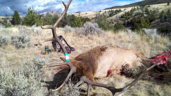 elk hunting trips