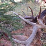 guided elk hunts