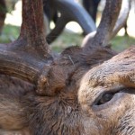 guided elk hunts