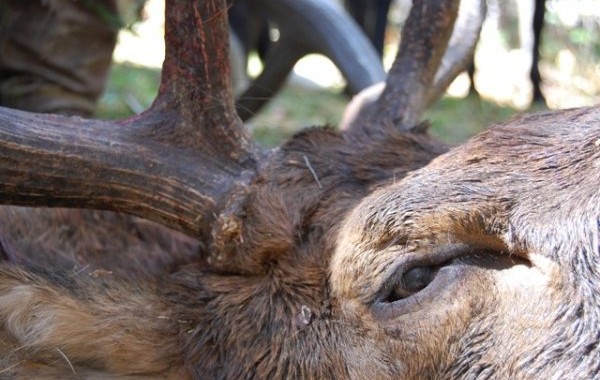 guided elk hunts