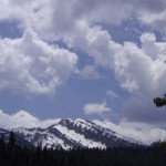 elk hunting in montana