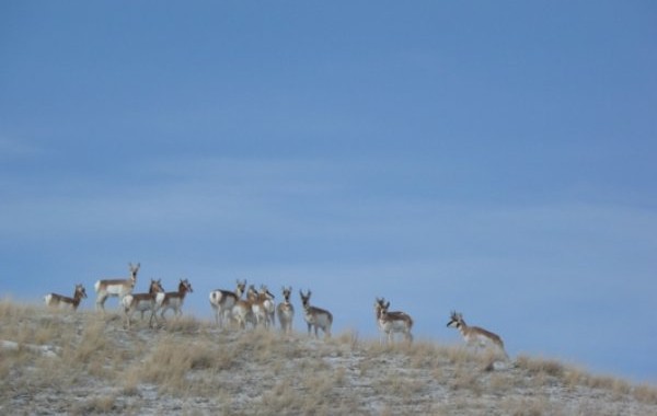 elk hunting trips