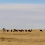 elk hunting trips