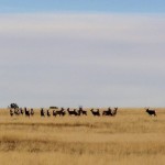 elk hunting trips