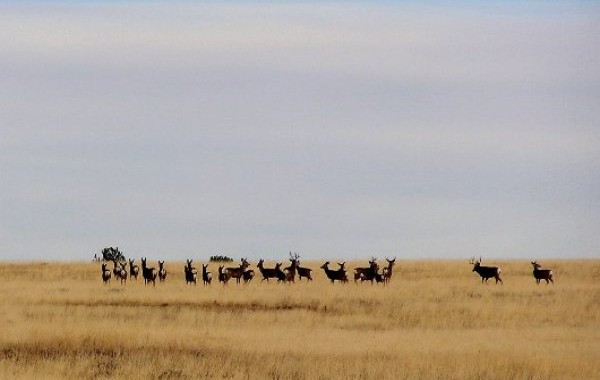 elk hunting trips