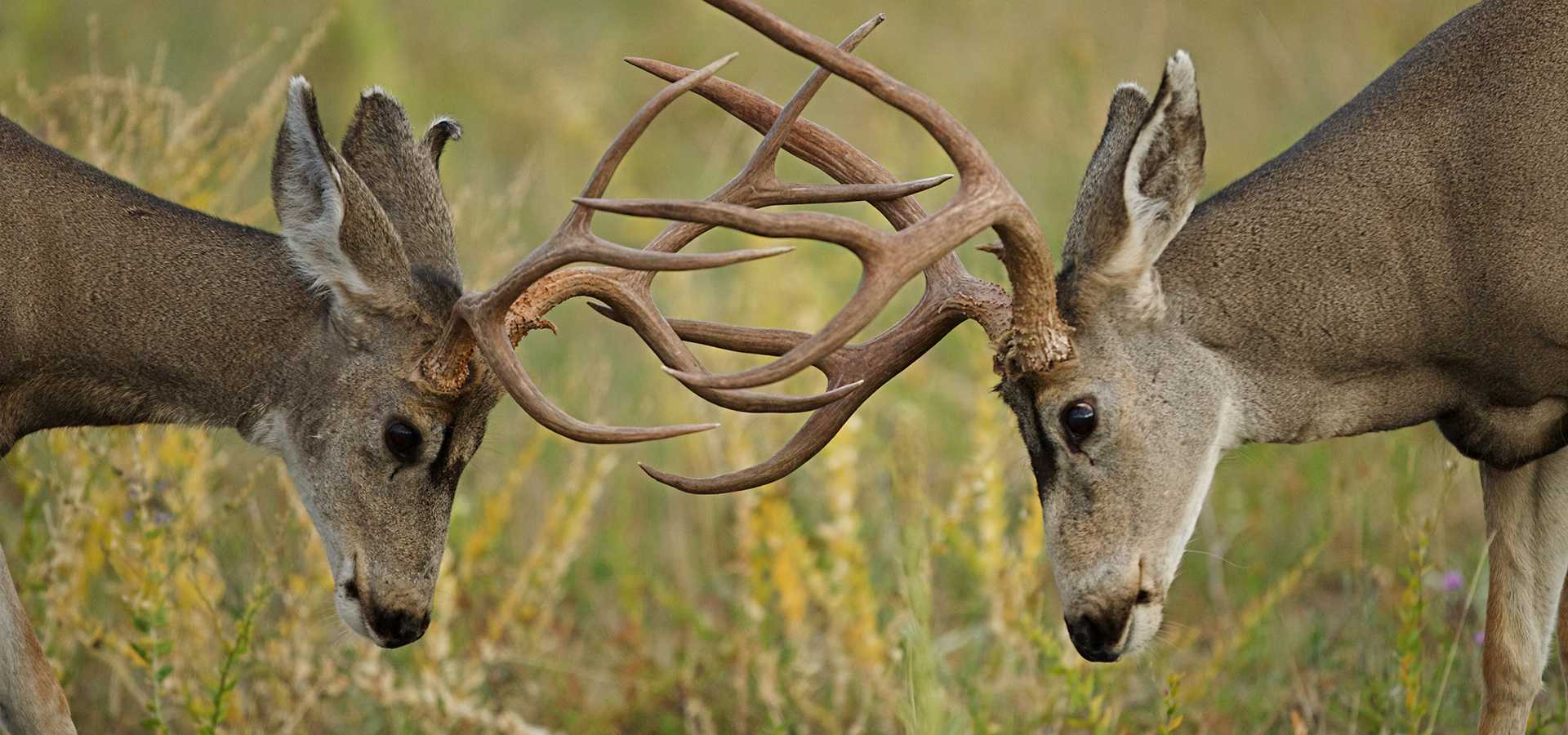 Elk Hunting Season Montana