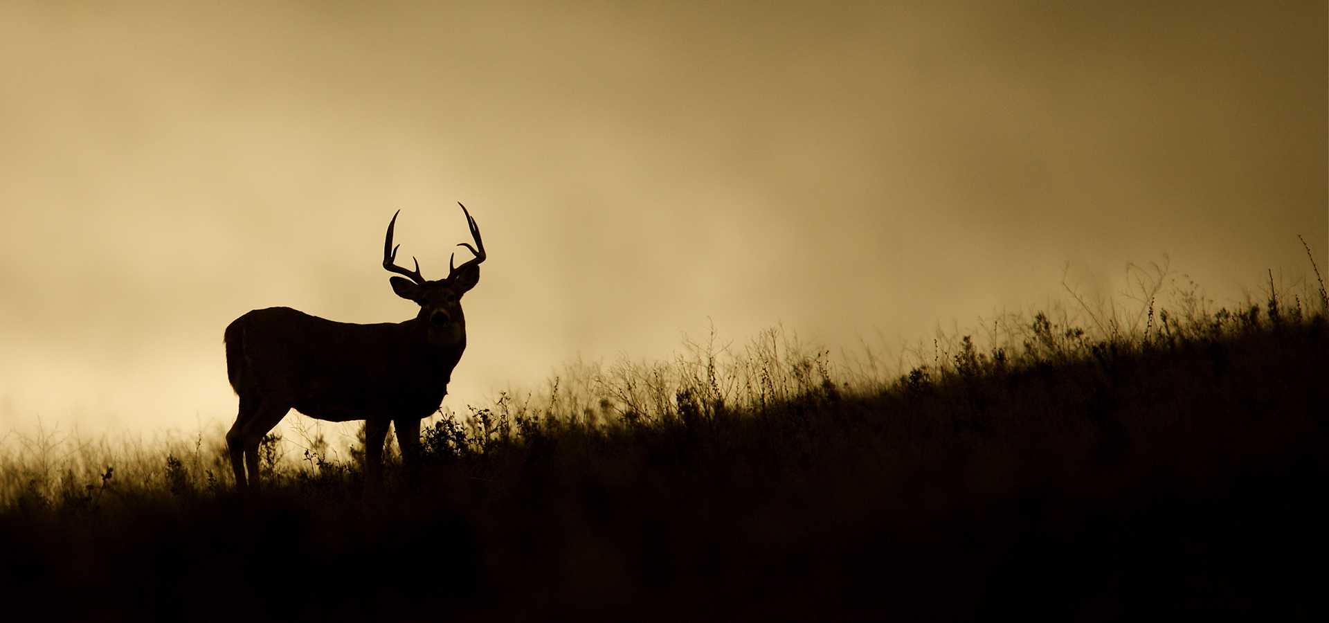 guided elk hunts guided elk hunts