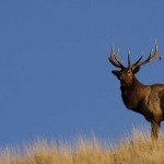 elk hunting outfitters