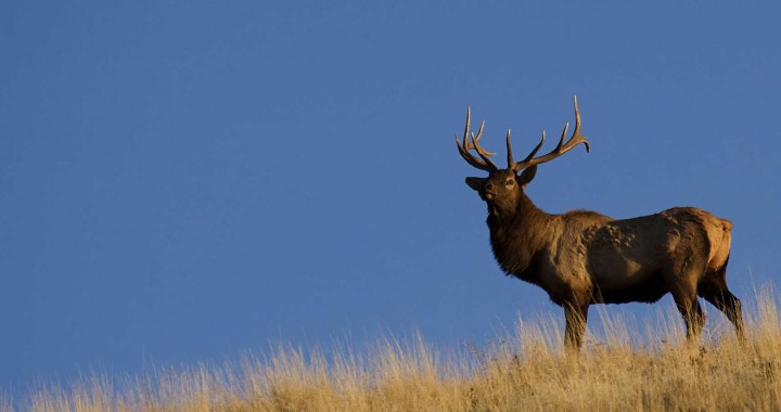 elk hunting outfitters